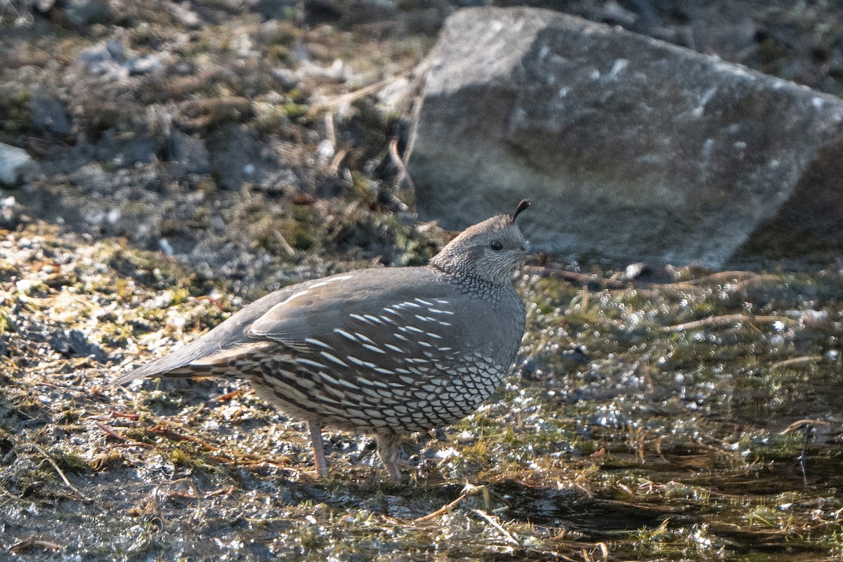 California Quail - ML634704935