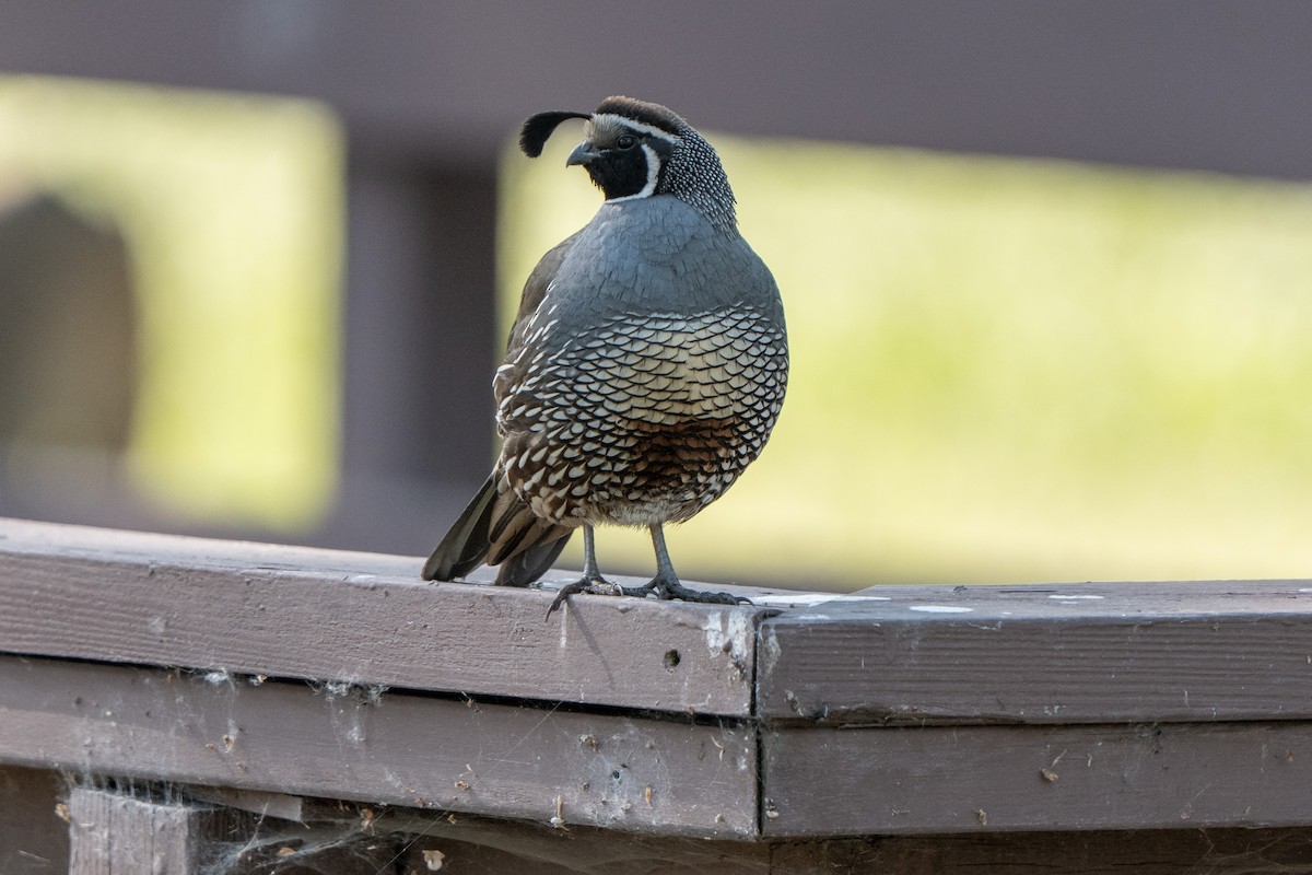 California Quail - ML634704940
