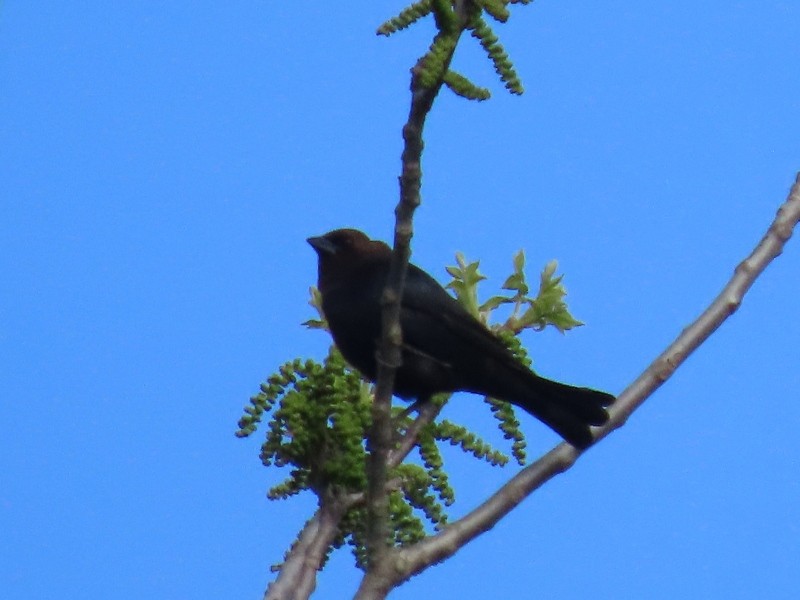 brunhodetrupial - ML634704941