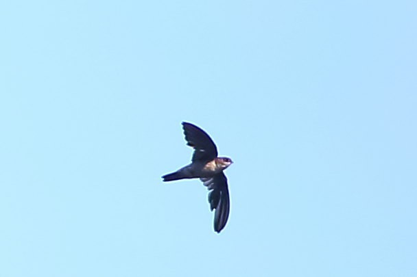 Plume-toed Swiftlet - ML634704943