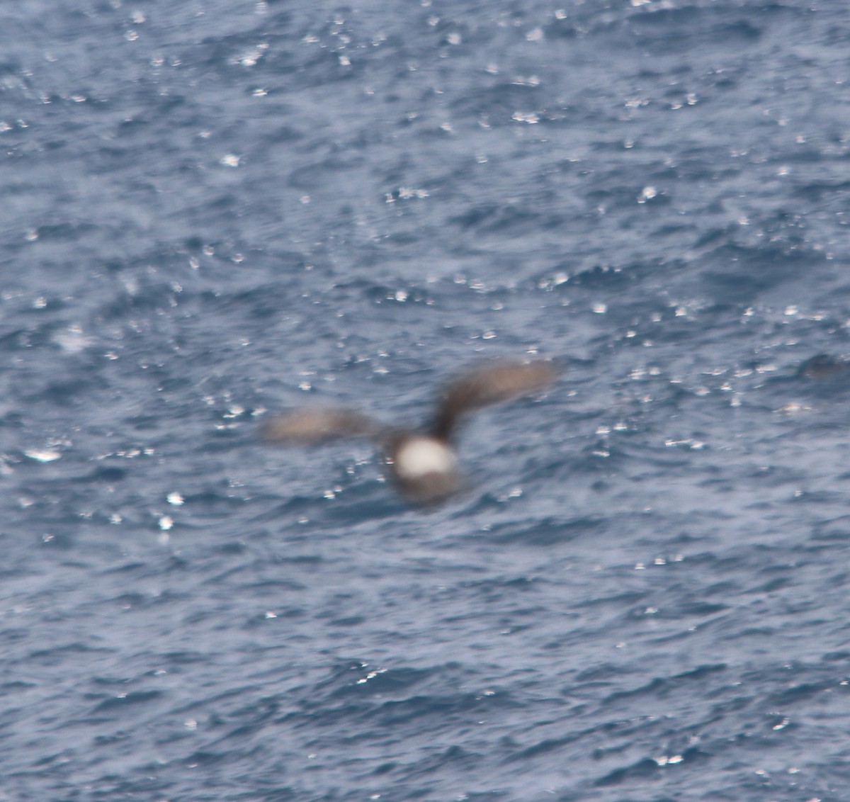 Laysan Albatross - ML634704960