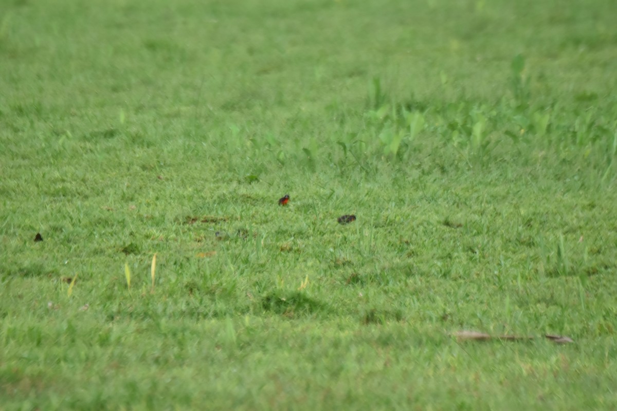 Red-breasted Meadowlark - ML634704965