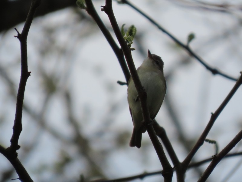 sangvireo (gilvus) - ML634704981