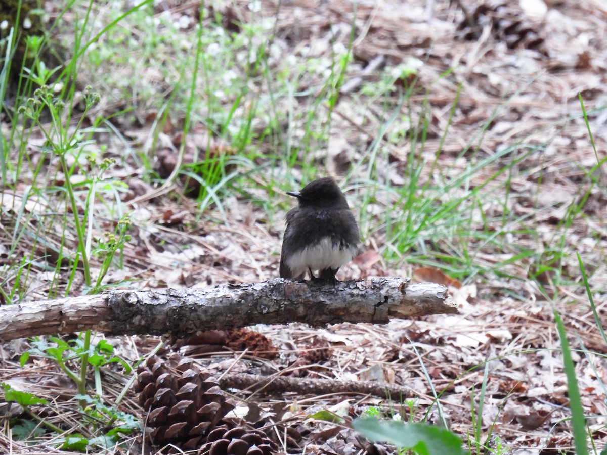 Black Phoebe - ML634705012