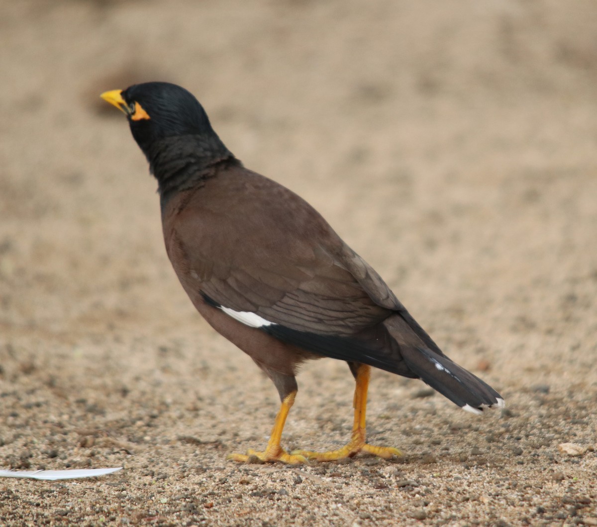 Common Myna - ML634705029