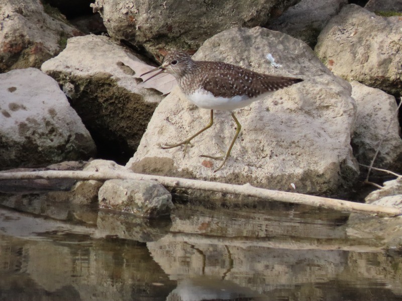 eremittsnipe - ML634705087