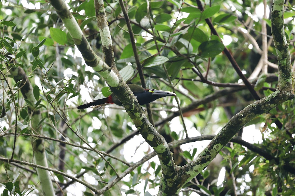 Yellow-eared Toucanet - ML634705238
