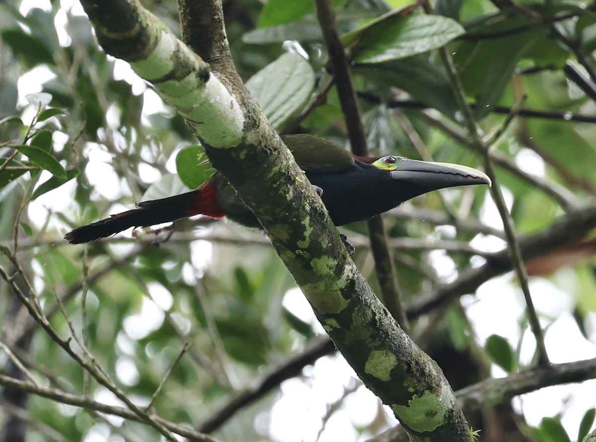 Yellow-eared Toucanet - ML634705239
