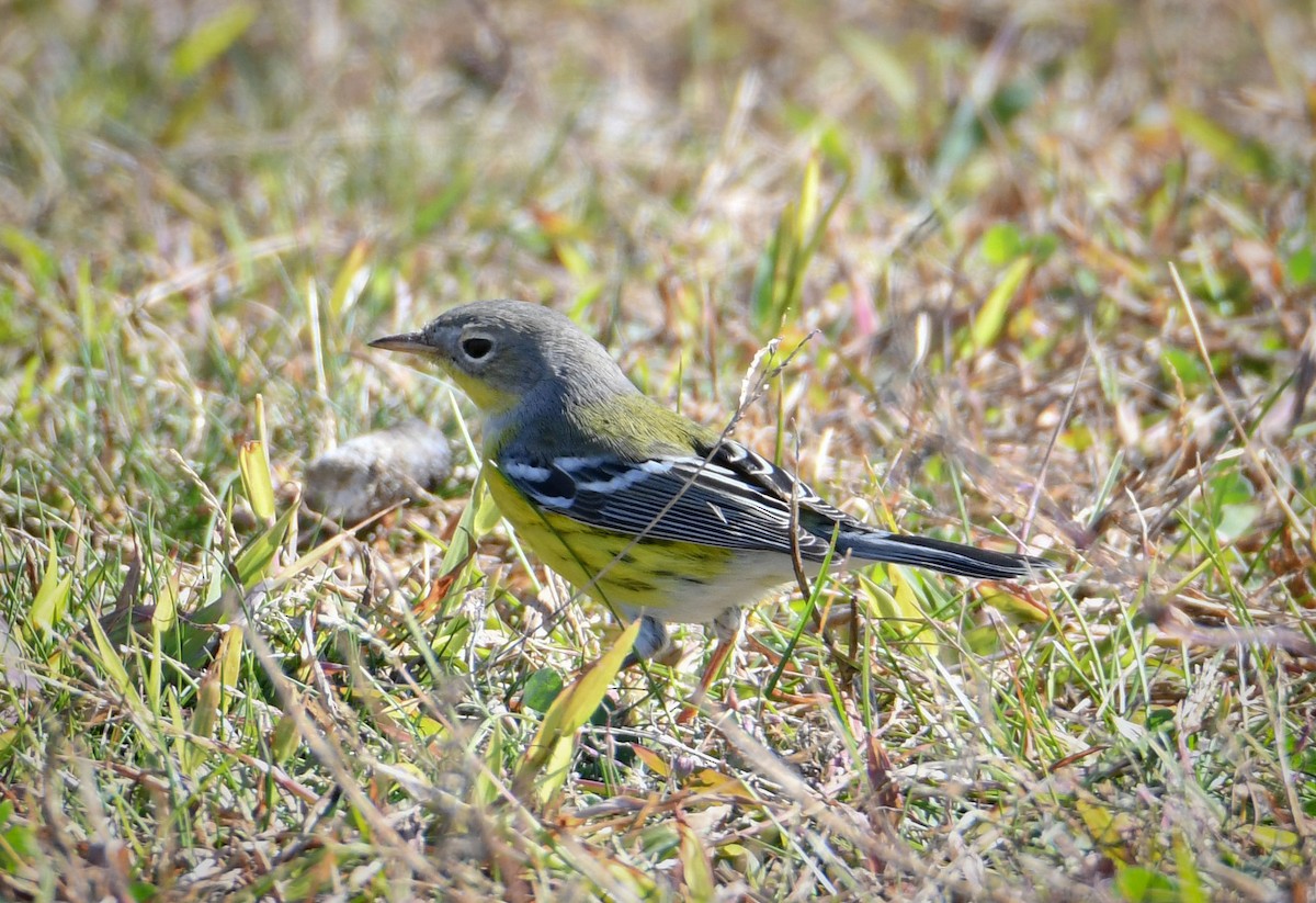 Magnolia Warbler - ML634705244