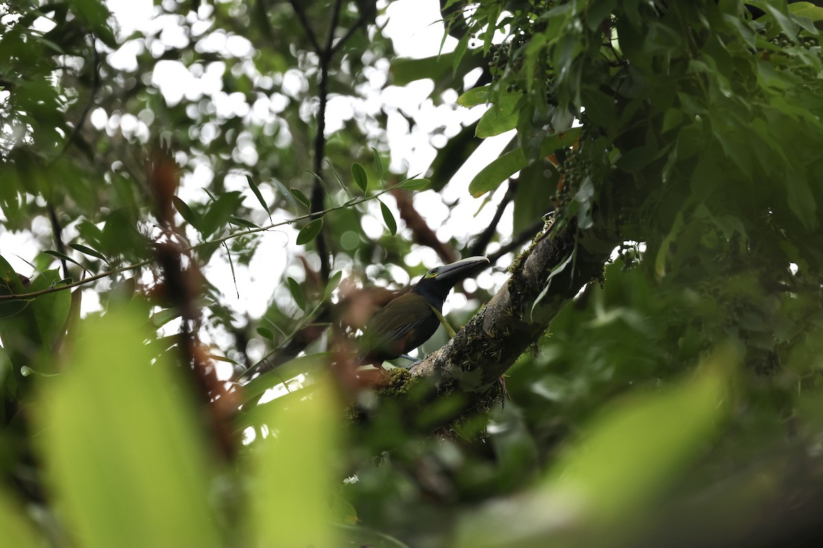 Yellow-eared Toucanet - ML634705311
