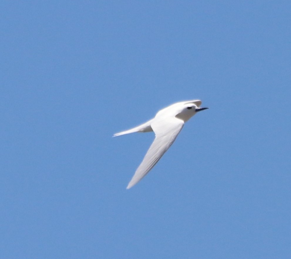 Blue-billed White-Tern - ML634705350