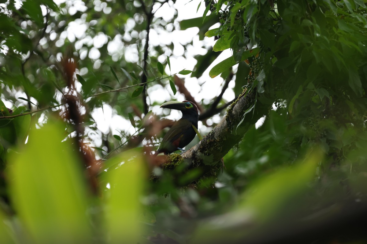 Yellow-eared Toucanet - ML634705397