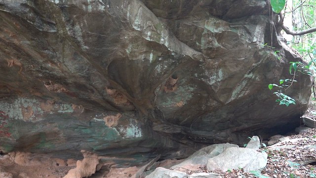 Picatharte de Guinée - ML634705404