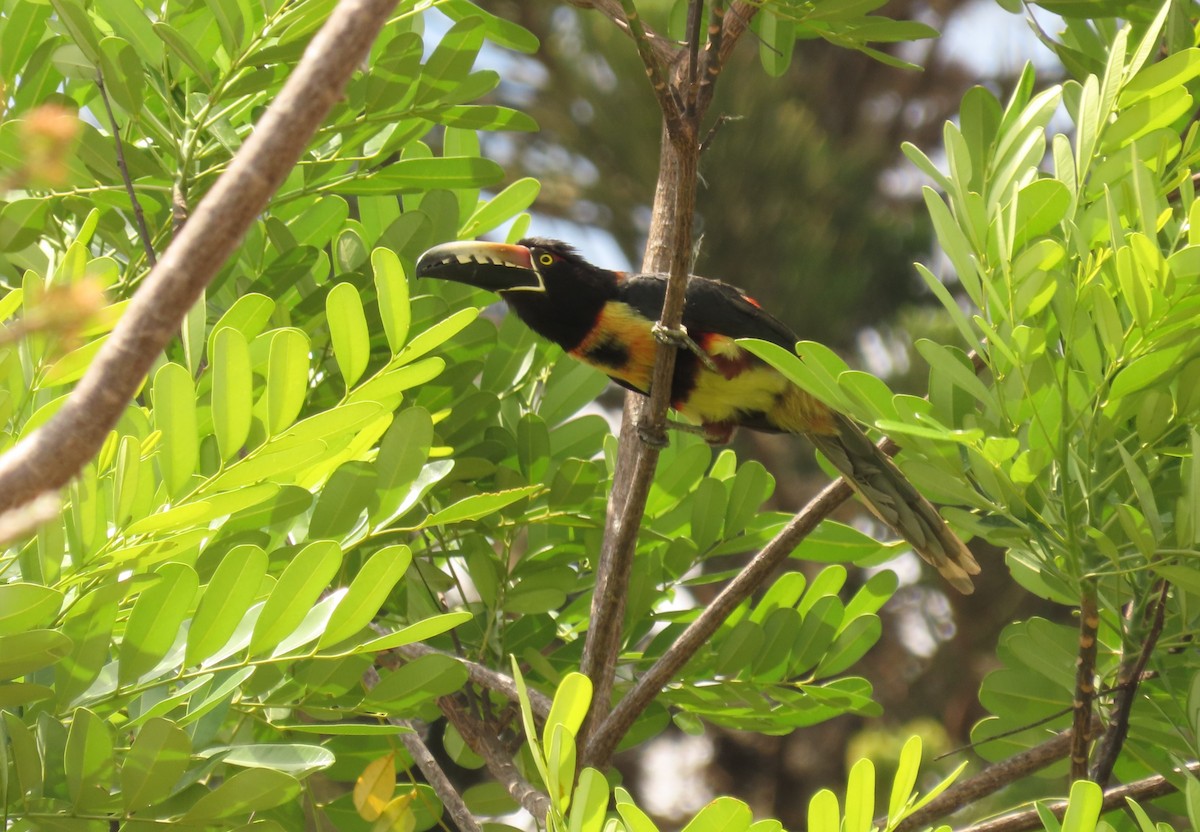 Collared Aracari - ML634705414