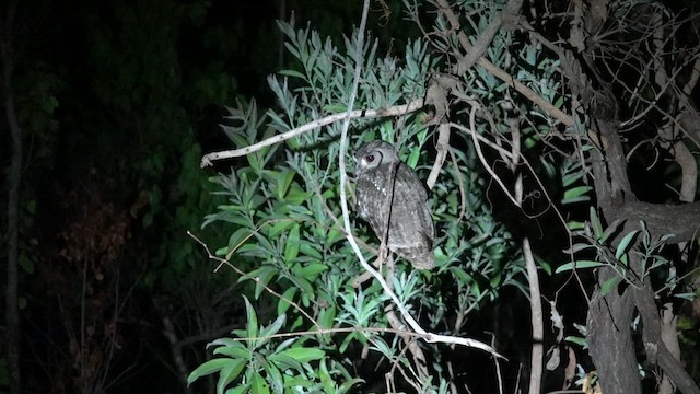 Grayish Eagle-Owl - ML634705479