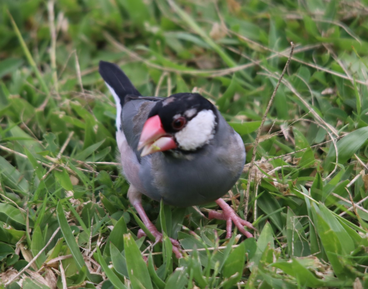 Java Sparrow - ML634705487