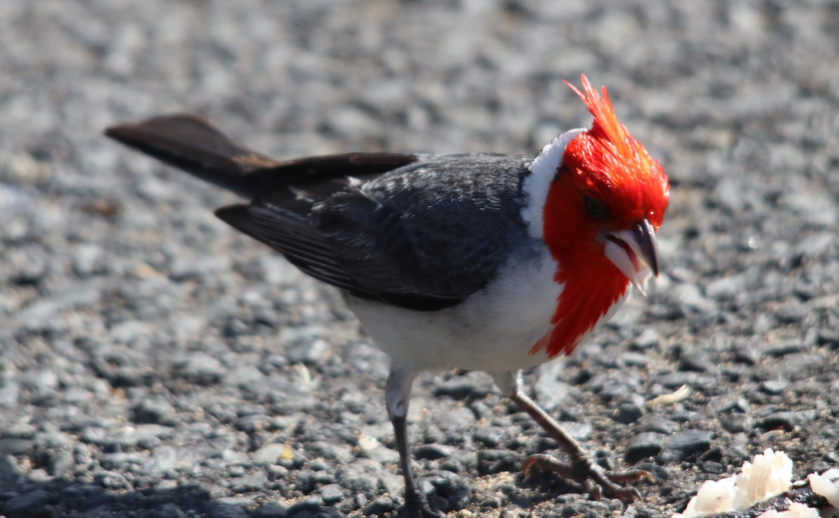 Red-crested Cardinal - ML634705596