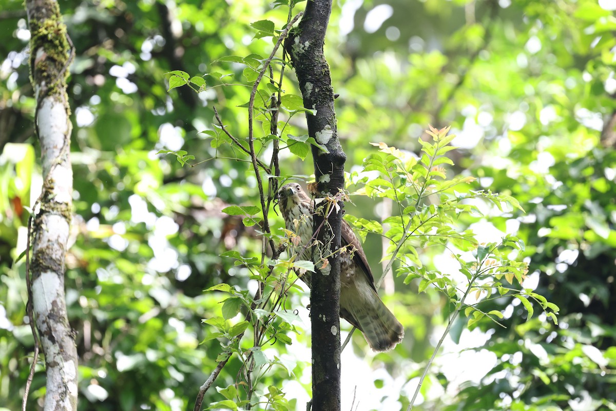 Канюк ширококрилий - ML634705637