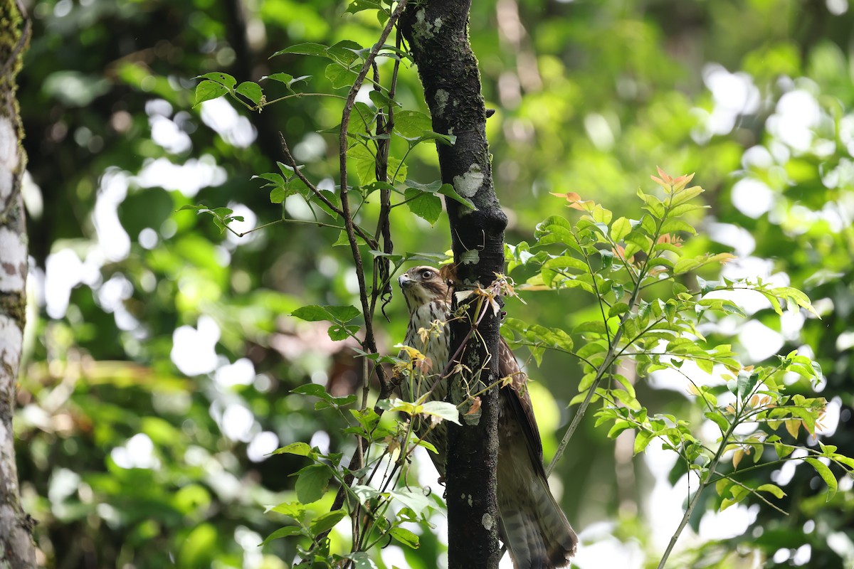 Канюк ширококрилий - ML634705638