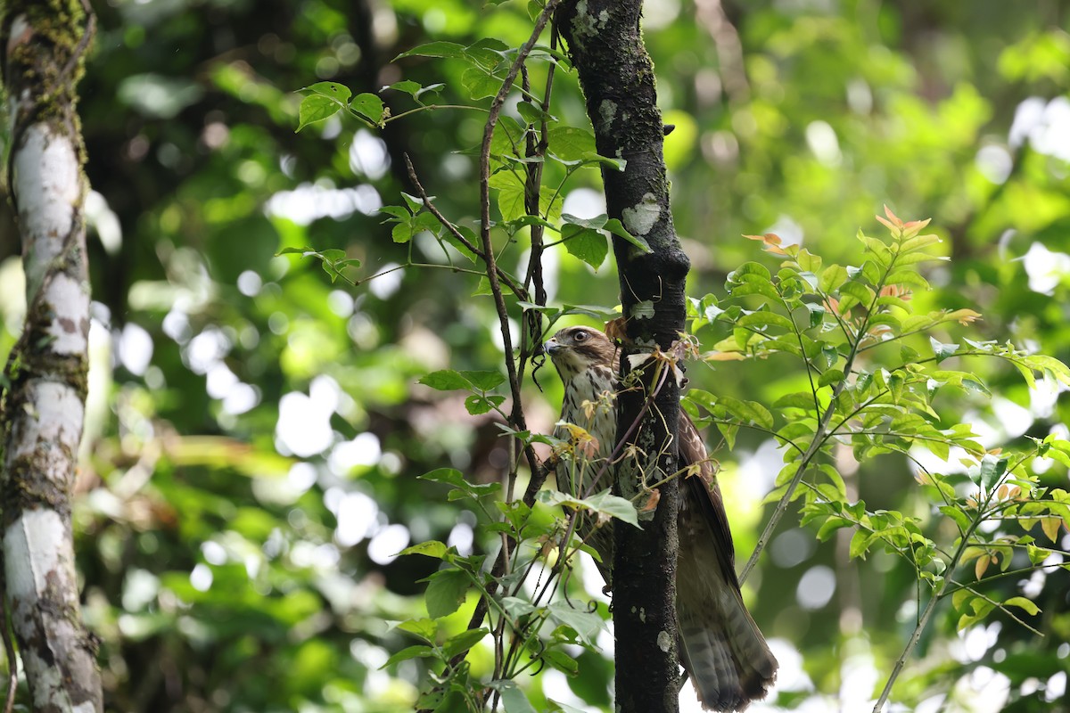 Канюк ширококрилий - ML634705639