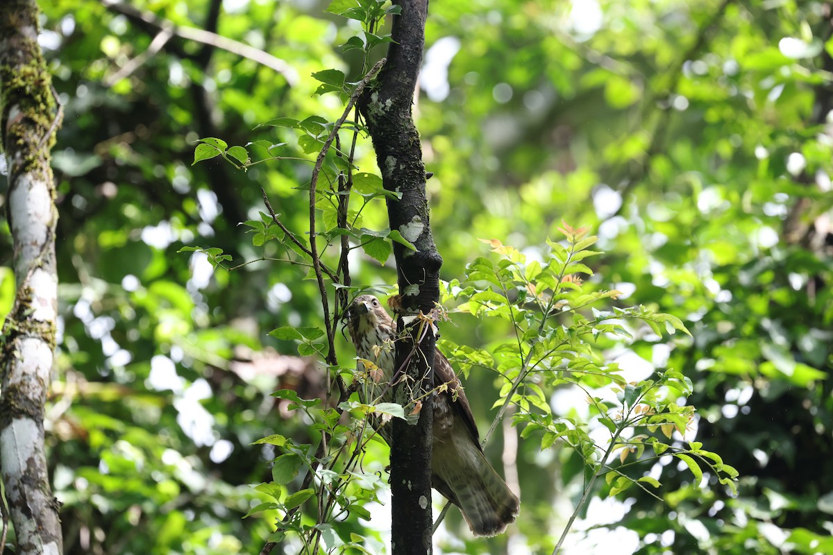 Канюк ширококрилий - ML634705640