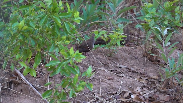 Stone Partridge - ML634705688