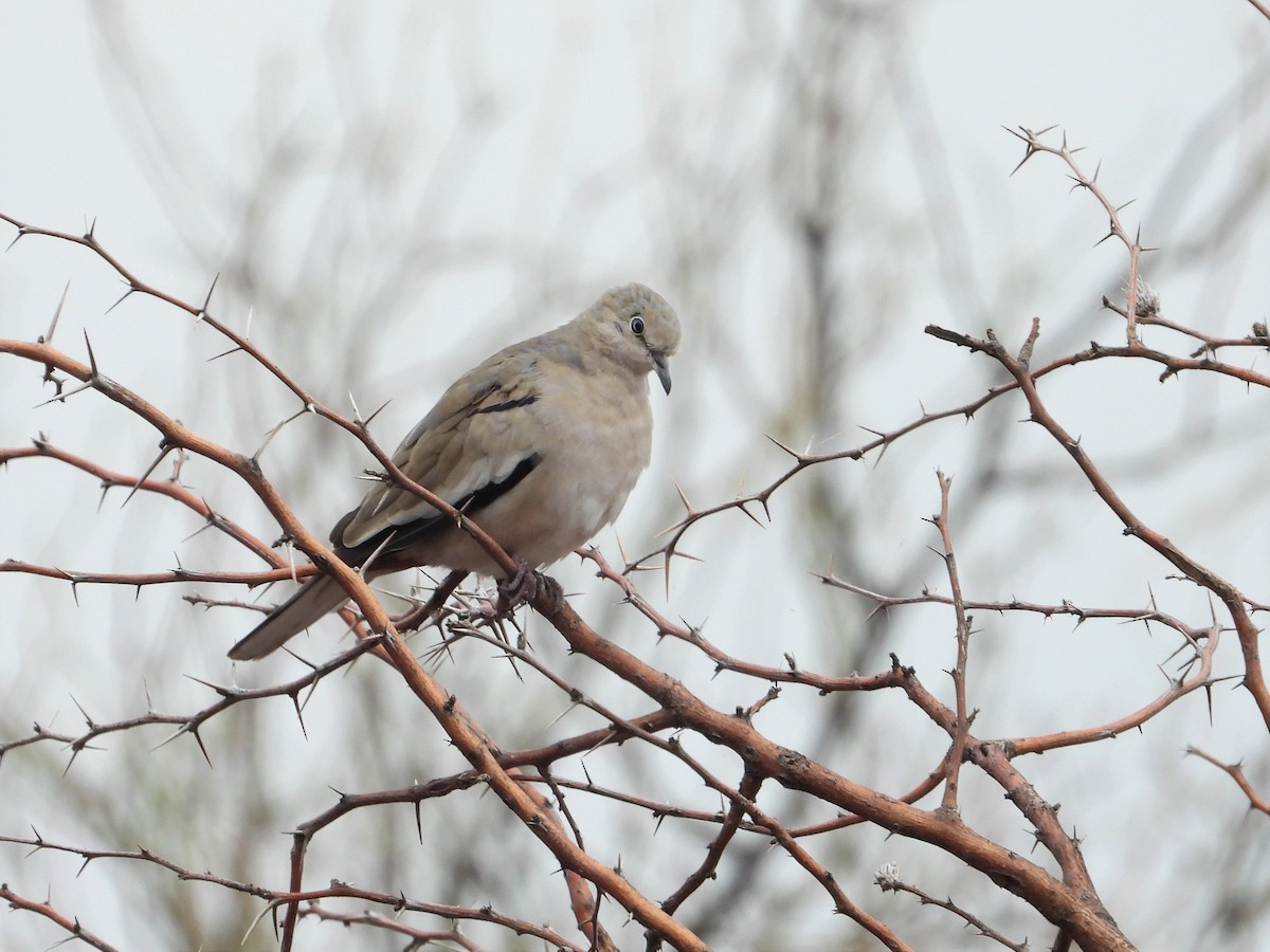 Picui Ground Dove - ML634705691