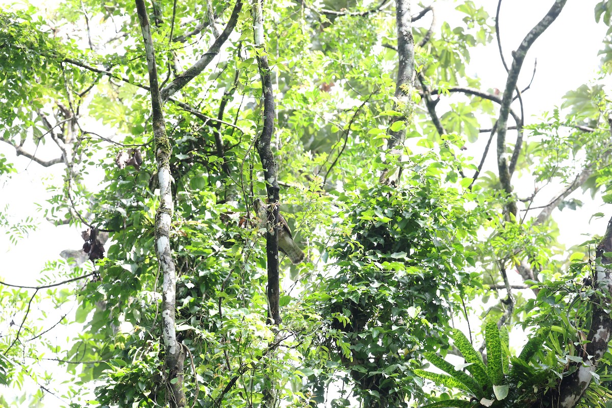 Канюк ширококрилий - ML634705703