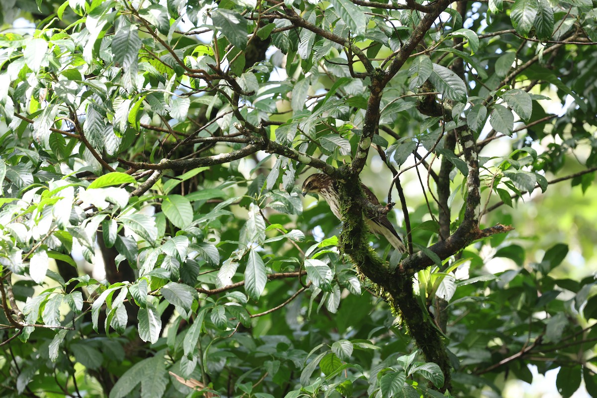 Канюк ширококрилий - ML634705704