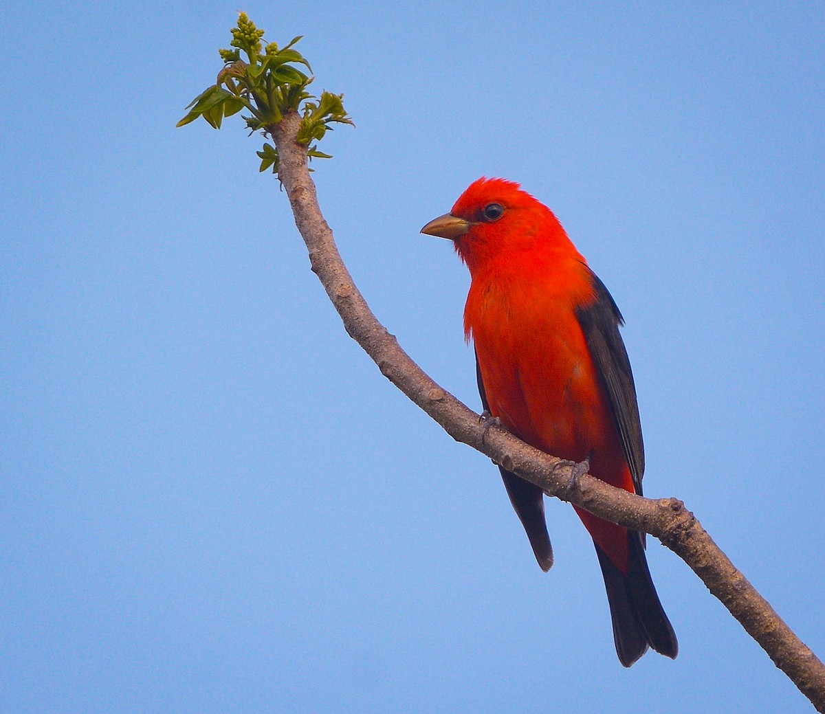 Scarlet Tanager - ML634705727