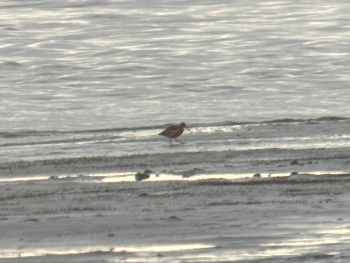 アメリカオオハシシギ - ML634705833