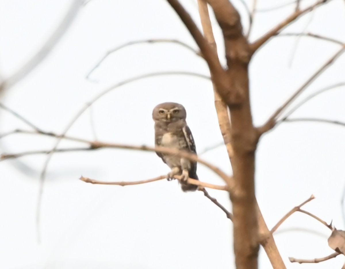Forest Owlet - ML634705895