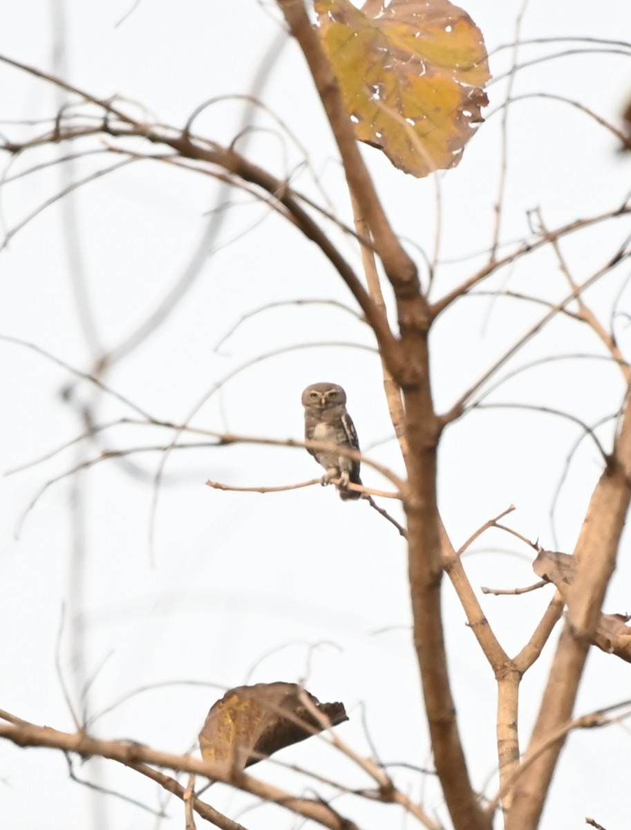Forest Owlet - ML634705897