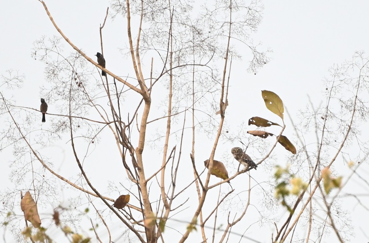 Forest Owlet - ML634705898