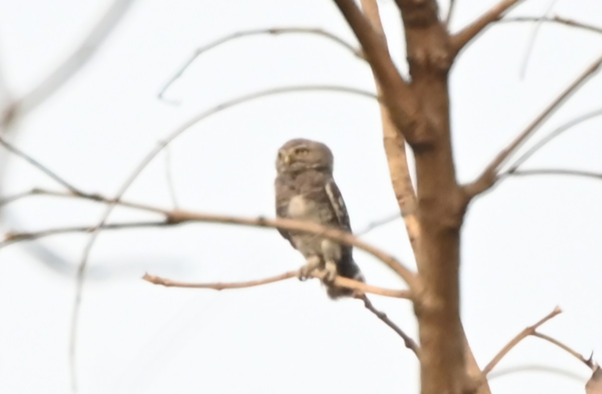Forest Owlet - ML634705899
