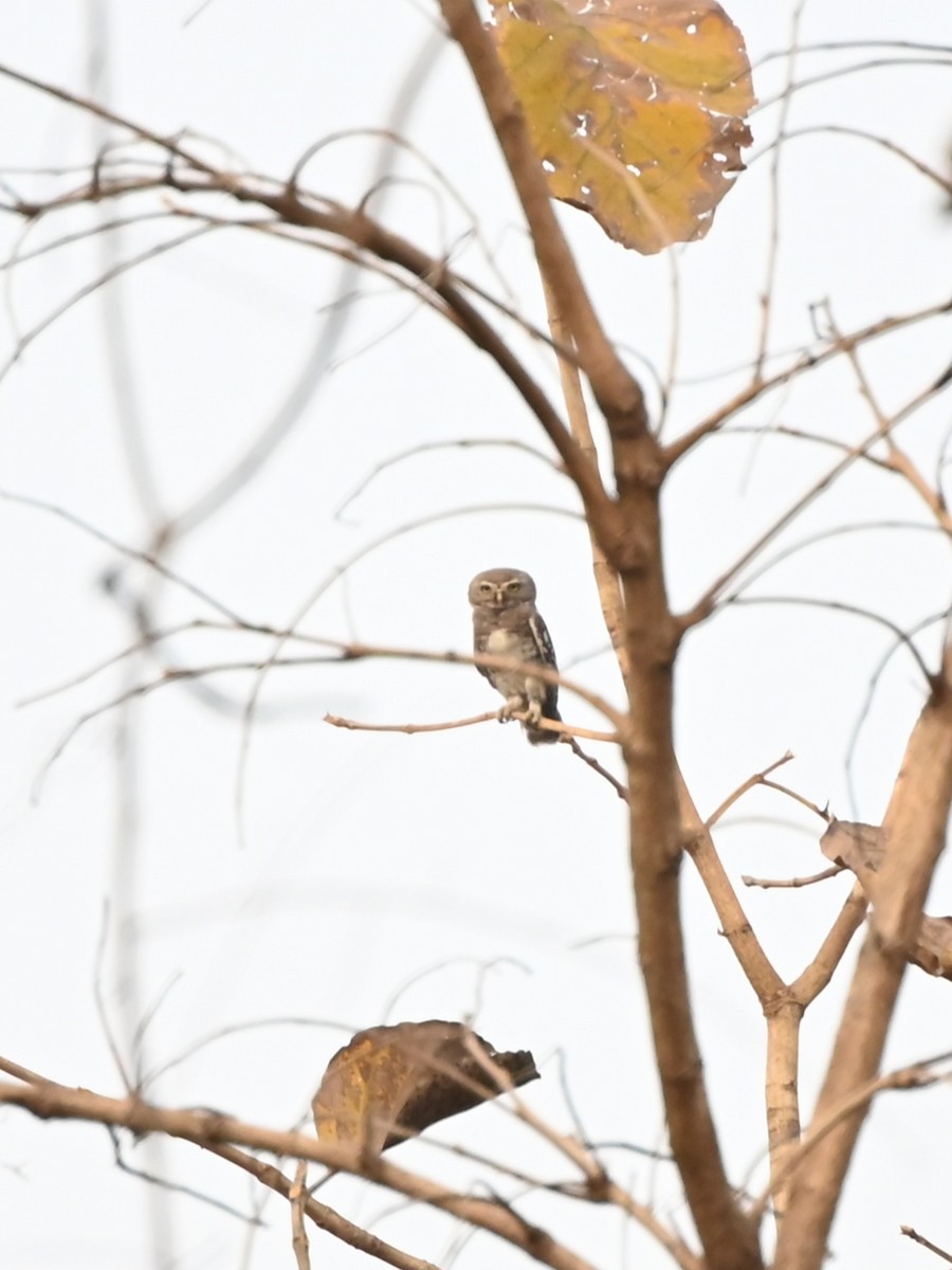 Forest Owlet - ML634705900