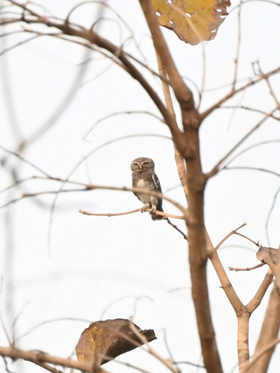 Forest Owlet - ML634705901
