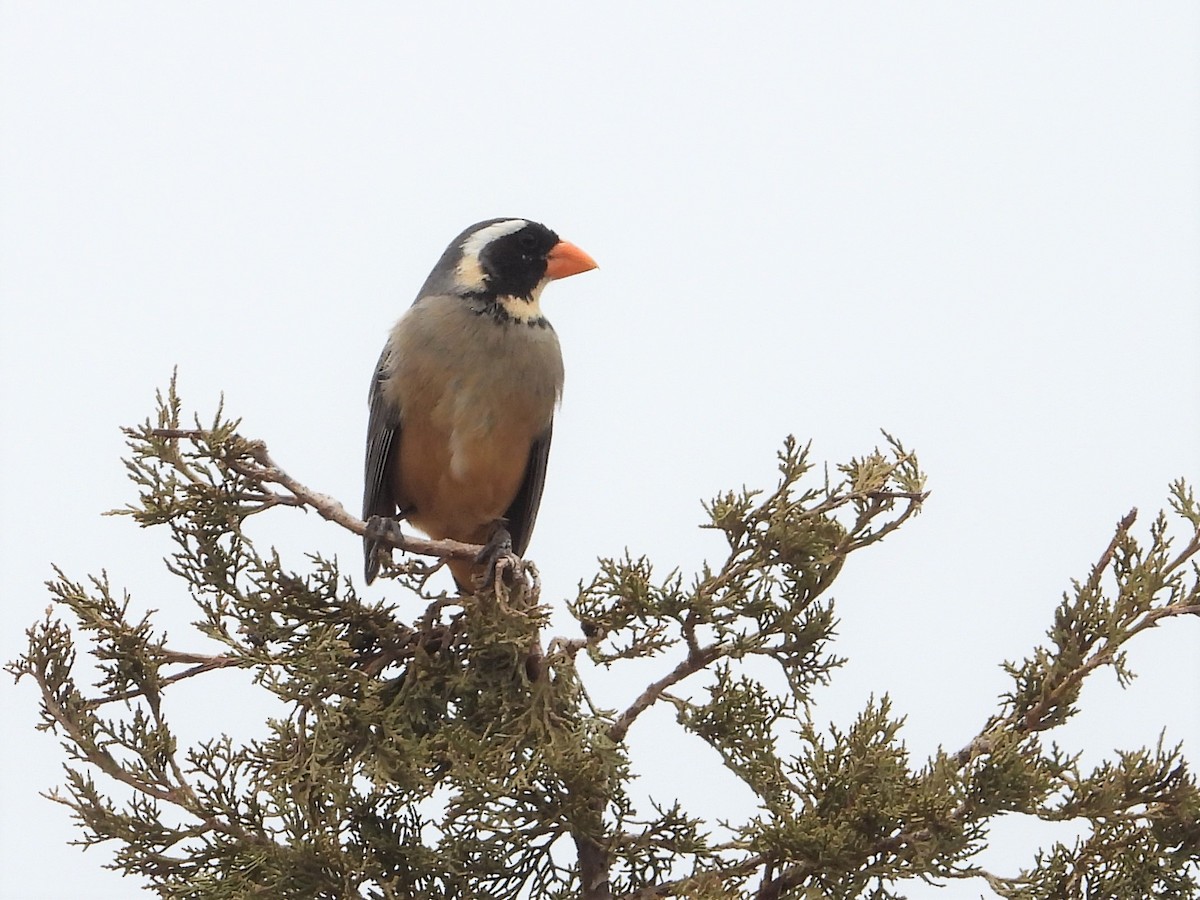 Golden-billed Saltator - ML634705914