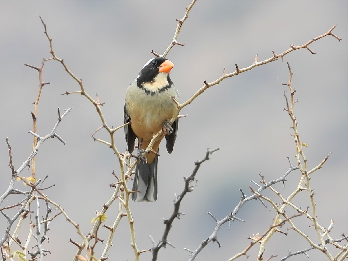 Golden-billed Saltator - ML634705915