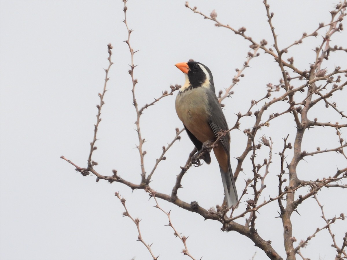 Golden-billed Saltator - ML634705916