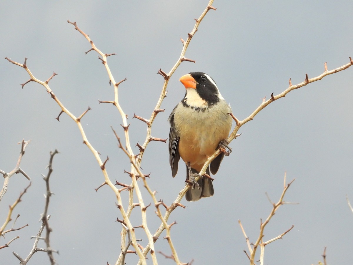 Golden-billed Saltator - ML634705917