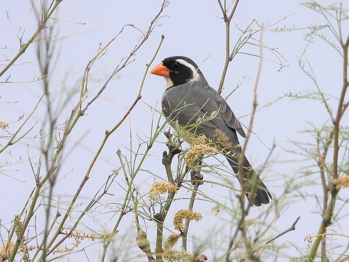 Golden-billed Saltator - ML634705918