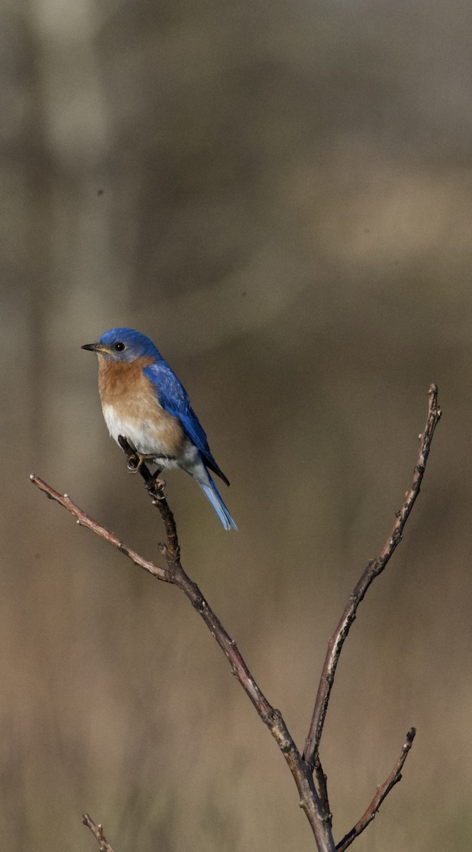 Eastern Bluebird - ML634705940
