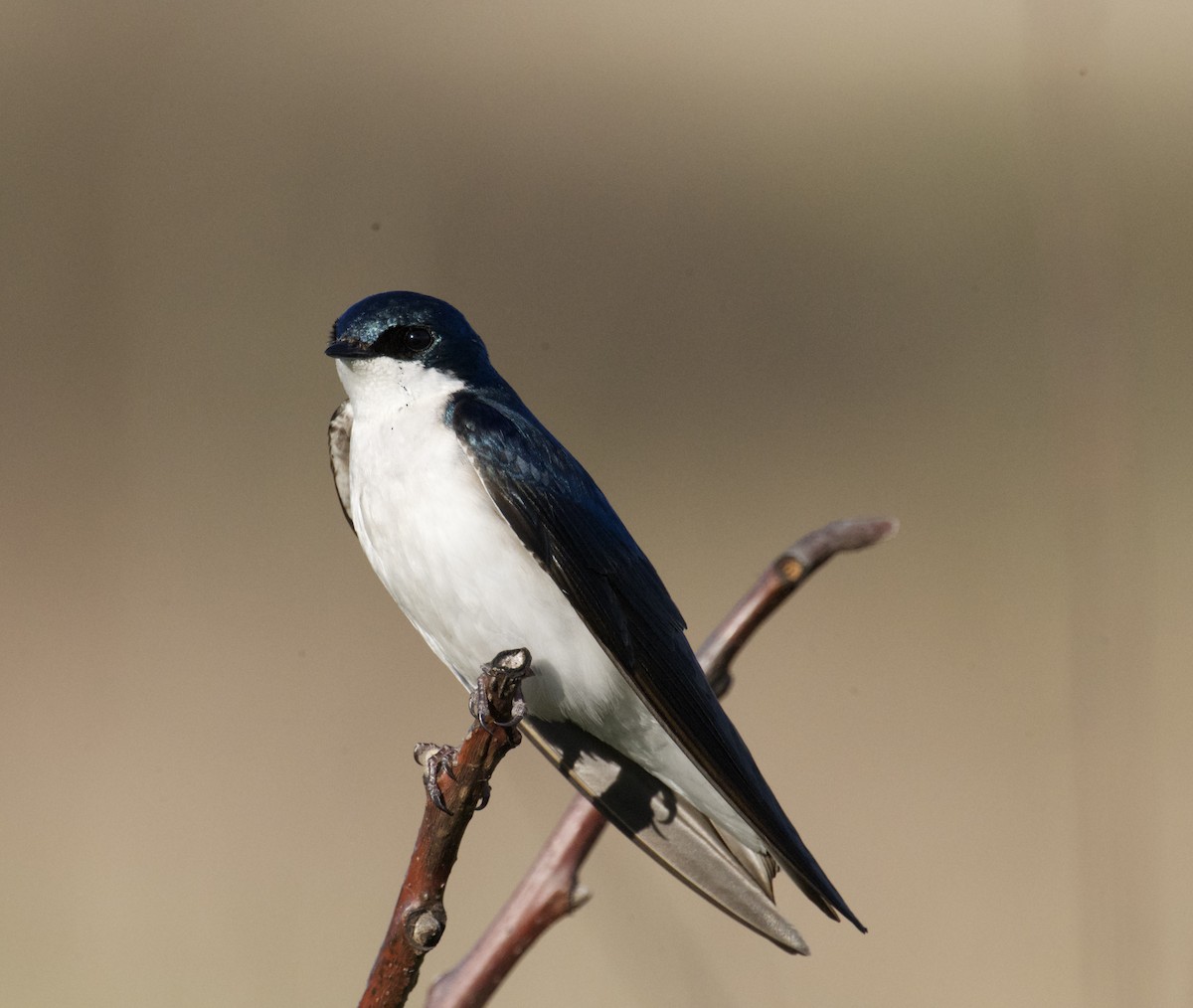 Tree Swallow - ML634705945