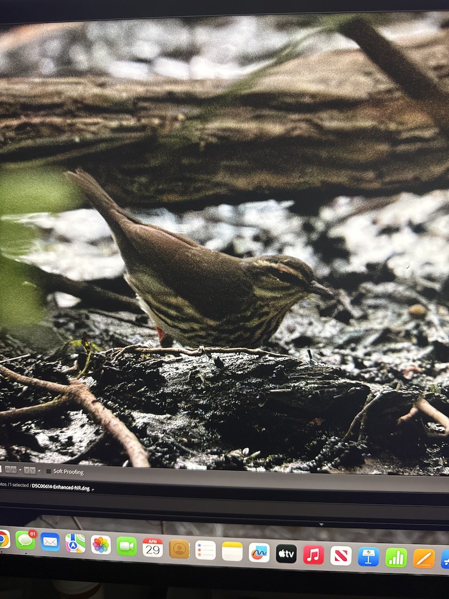 Northern Waterthrush - ML634705959