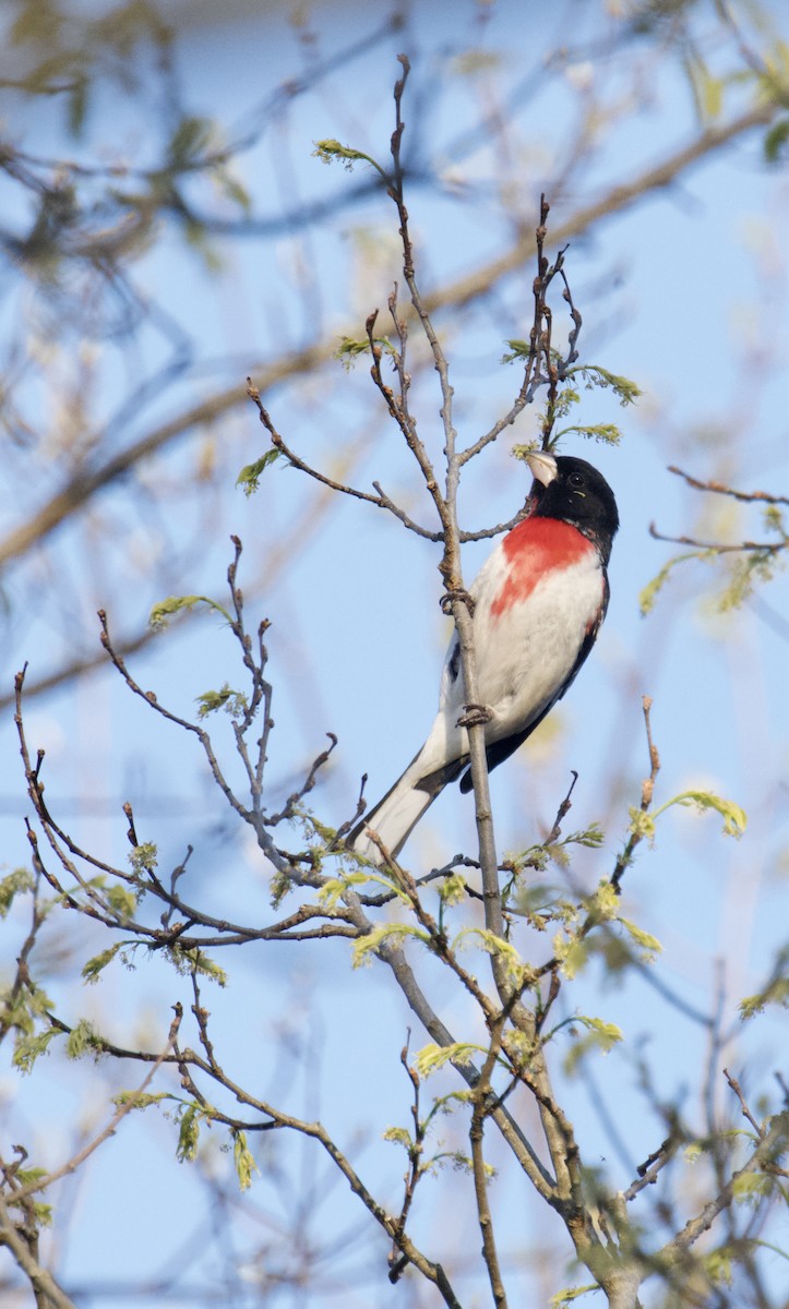 Rose-breasted Grosbeak - ML634705969