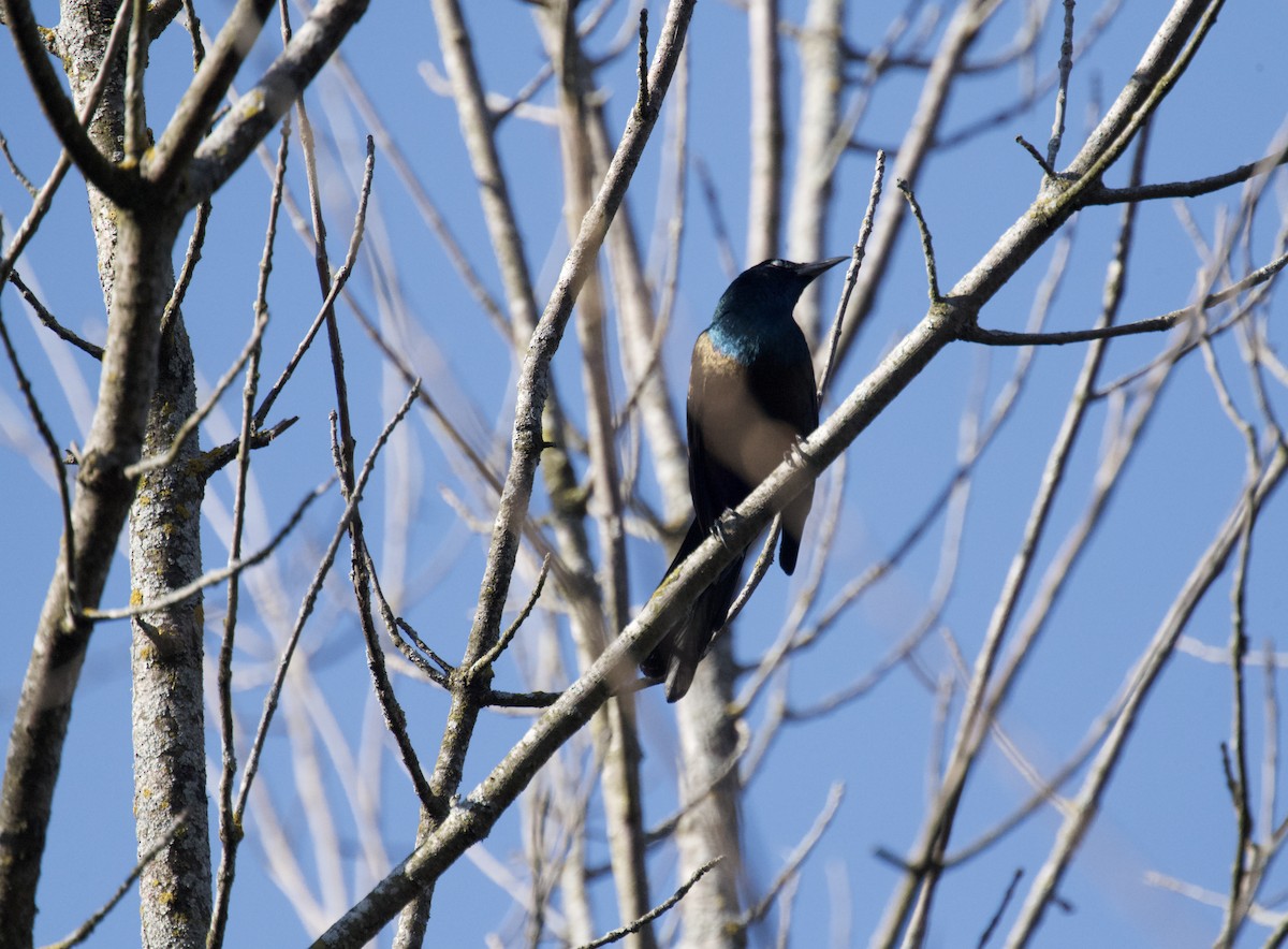 Common Grackle - ML634705972