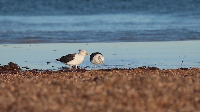 Kelp Gull - ML634706057