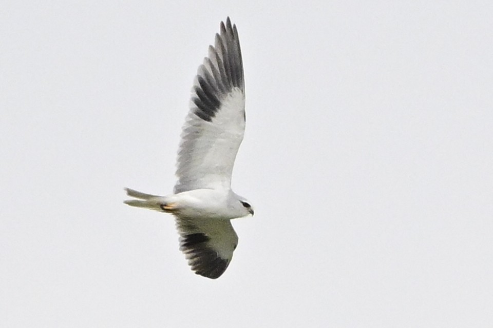 luněc šedý - ML634706145