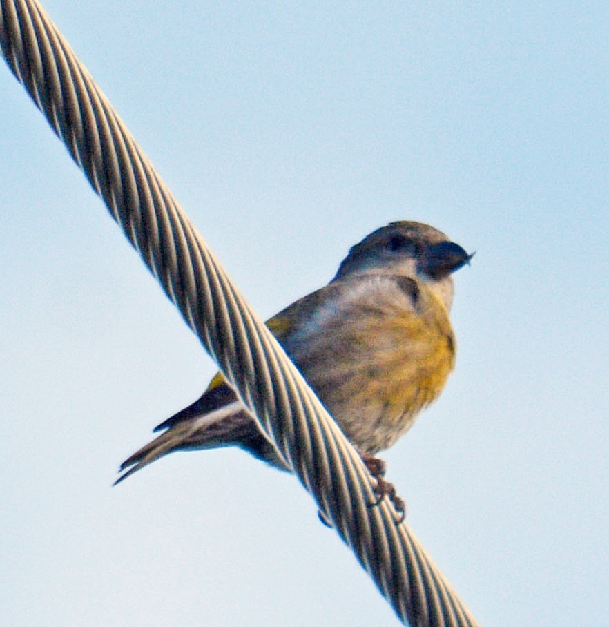 Red Crossbill (Ponderosa Pine or type 2) - ML634706146